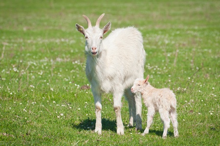 Summer landscape with a goat and kidの写真素材