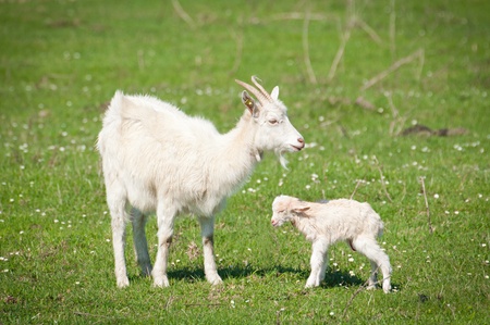 Summer landscape with a goat and kidの写真素材