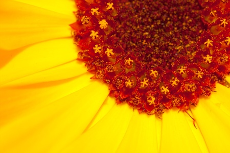 Marigold macro backgroundの写真素材