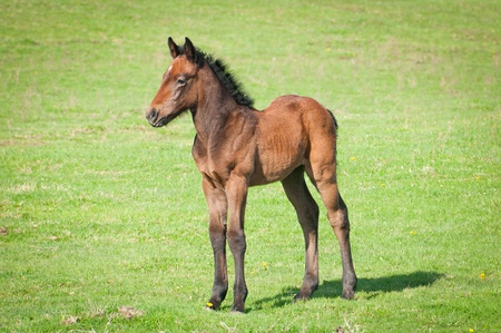 foalの写真素材