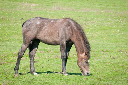 Horse on the pasture の写真素材