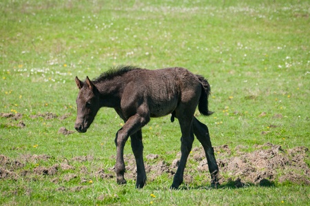 foalの写真素材