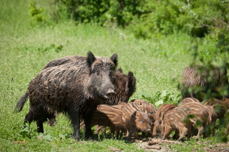 Wild boar with pigletsの写真素材