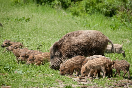 Wild boar with pigletsの写真素材