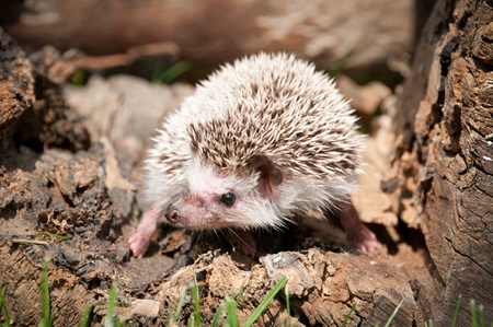 hedgehog in the woodの写真素材