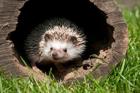 hedgehog in the woodの写真素材