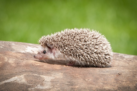 hedgehog in the woodの写真素材