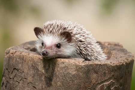 hedgehog in the woodの写真素材
