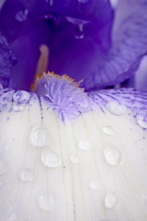 Iris flower macroの写真素材