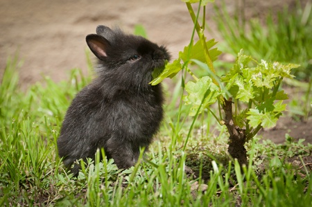 Little rabbitの写真素材