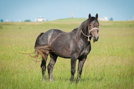 beautiful black horse  on the fieldの写真素材