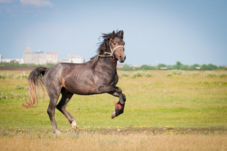 beautiful black horse running gallop on pastureの写真素材