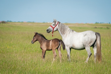 Foal with a mare on a summer pastureの写真素材