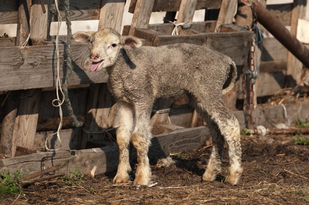 lambの写真素材