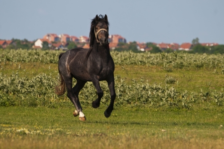stallion gallopingの写真素材