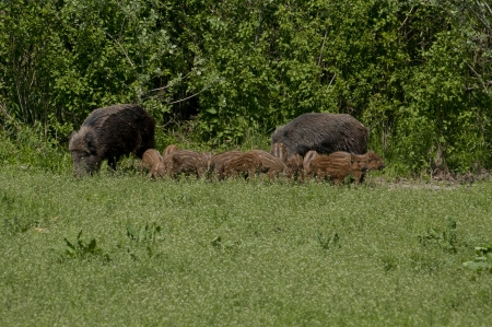 Wild boar familyの写真素材