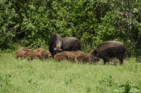 Wild boar familyの写真素材