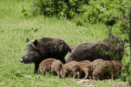 Wild boar familyの写真素材
