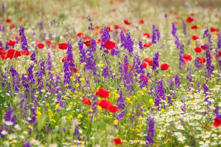 Corn flowers and red Poppyの写真素材