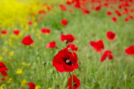 Corn flowers and red Poppyの写真素材
