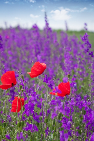 Corn flowers and red Poppyの写真素材