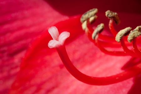 wild red flower の写真素材