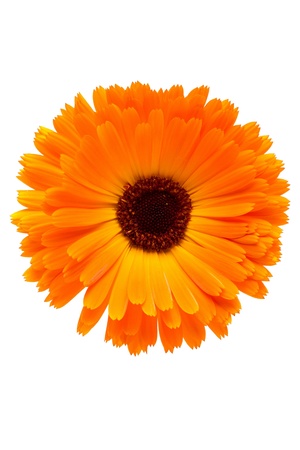 Yelow daisy flower isolated on white background の写真素材