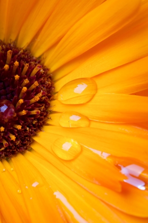 Yelow daisy flower isolated on white background の写真素材