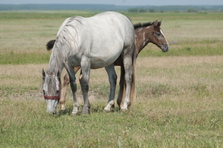 Mares and foalsの写真素材