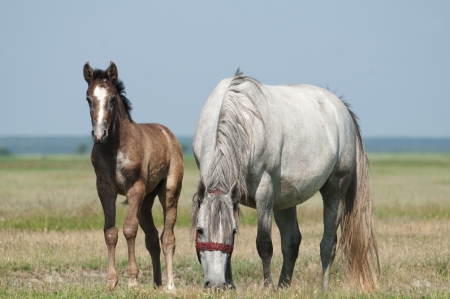 Mares and foalsの写真素材