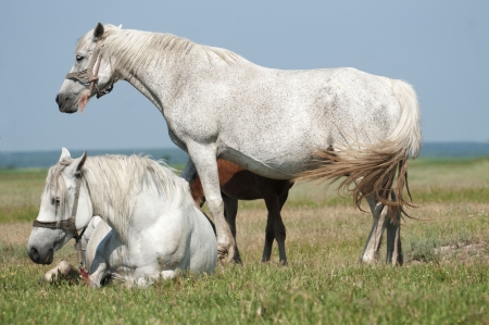 Horse on a green grassの写真素材