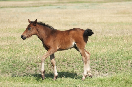 Foal on a summer pastureの写真素材