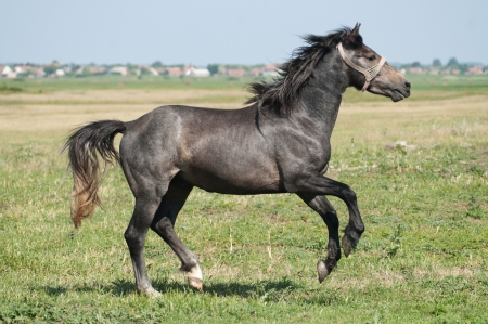 beautiful black horse playing on the fieldの写真素材