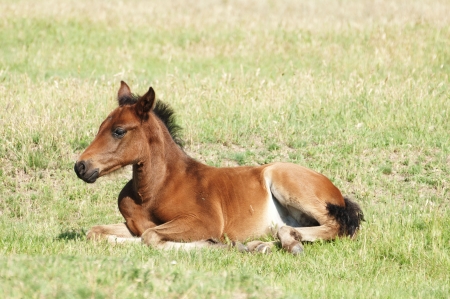 Foal on a summer pastureの写真素材