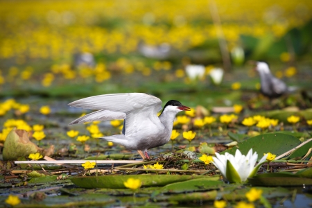 Adult common terns Sterna hirundo