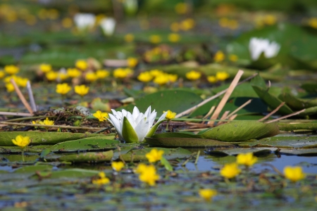 White water lily on the lakeの写真素材