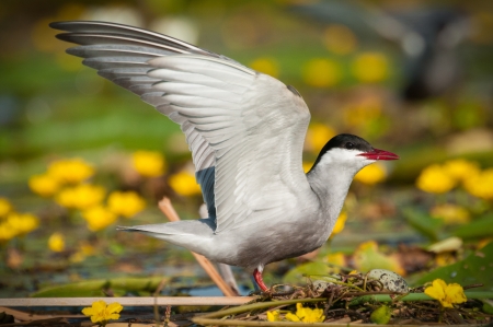 Adult common terns Sterna hirundoの写真素材
