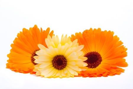 Calendula flower isolated on the white backgroundの写真素材