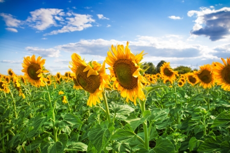 Sunflower fieldの写真素材