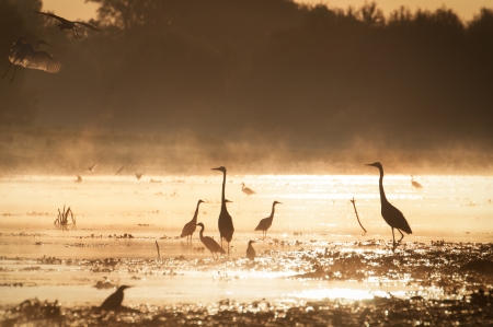 Herons at sunsetの写真素材
