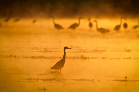 Herons at sunsetの写真素材