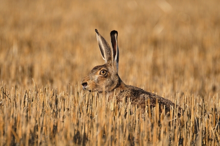 Portrait of a sitting brown hare  lepus europaeus  の写真素材