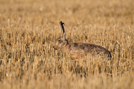 Portrait of a sitting brown hare  lepus europaeus  
