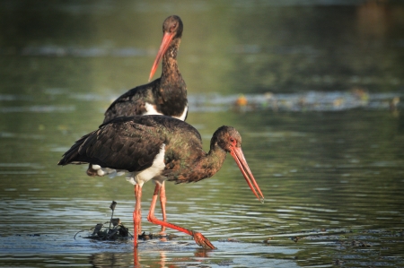 Black Stork catch fish in the old bed of the Tiszaの写真素材