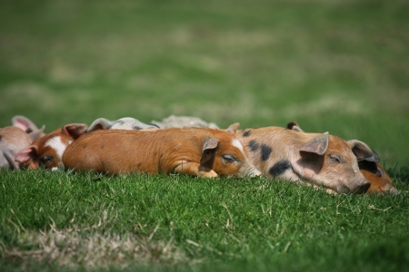 Happy pig on green grassの写真素材