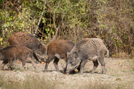 Wild boar の写真素材