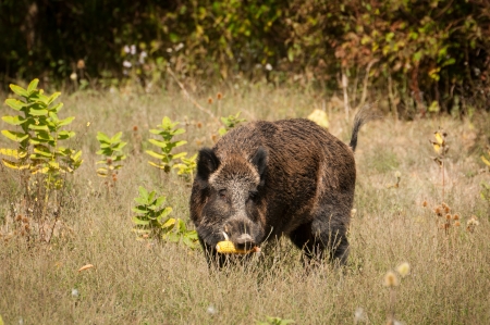 Wild boar の写真素材