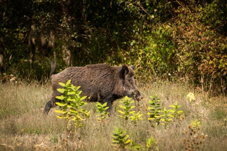 Wild boar 