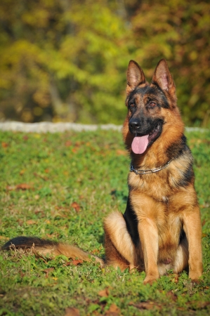 German shepherd の写真素材