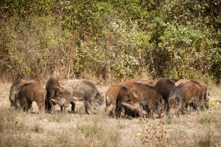 Wild boar の写真素材